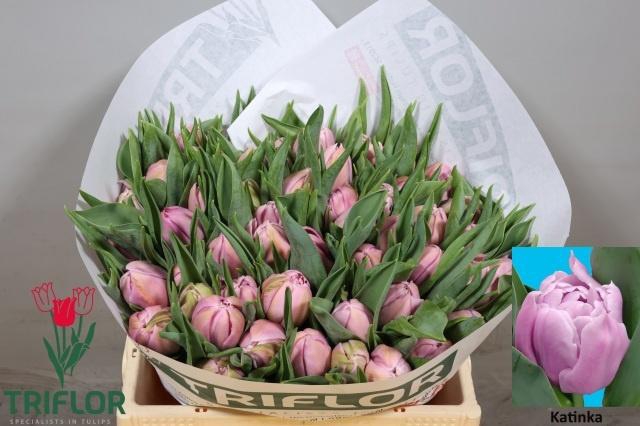 <h4>TU DU KATINKA</h4>