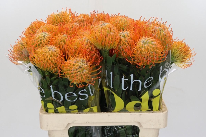 <h4>Nutans Ayoba Sun</h4>