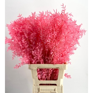 dried Ruscus Bleached Pink *