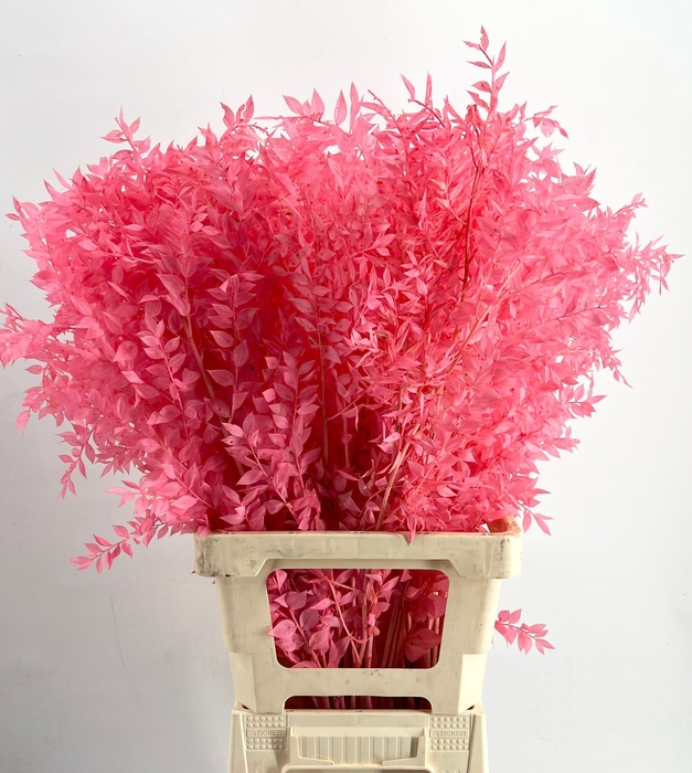 <h4>dried Ruscus Bleached Pink*</h4>