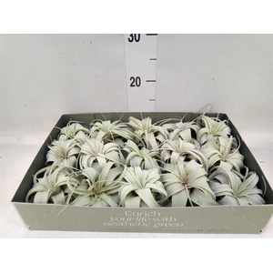 Tillandsia xerographica