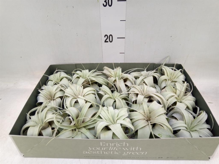<h4>Tillandsia xerographica</h4>