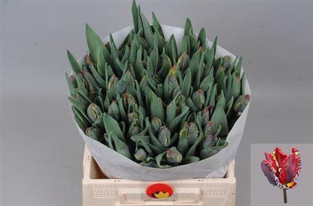 <h4>Tu Pa Rococo</h4>