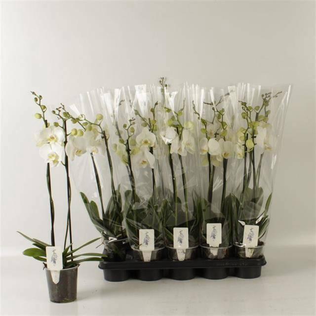 <h4>PHAL OV WIT</h4>