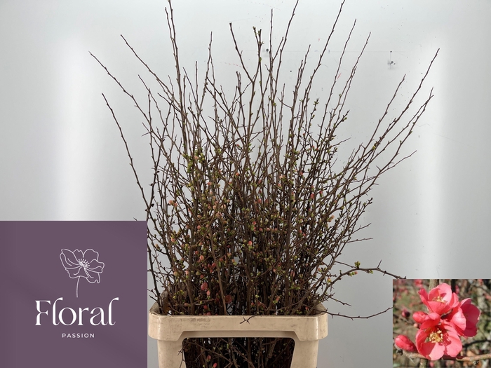 <h4>CHAENOMELES SUPERBA</h4>