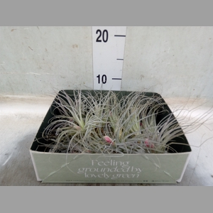 Tillandsia