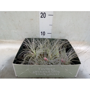 Tillandsia