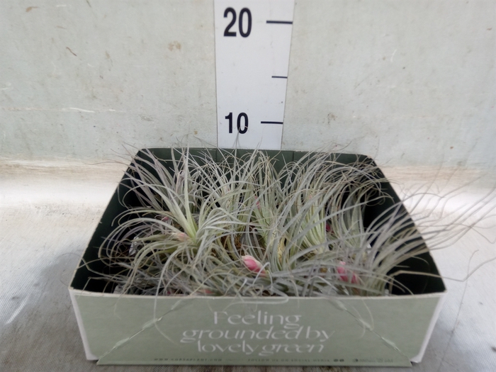 <h4>Tillandsia</h4>