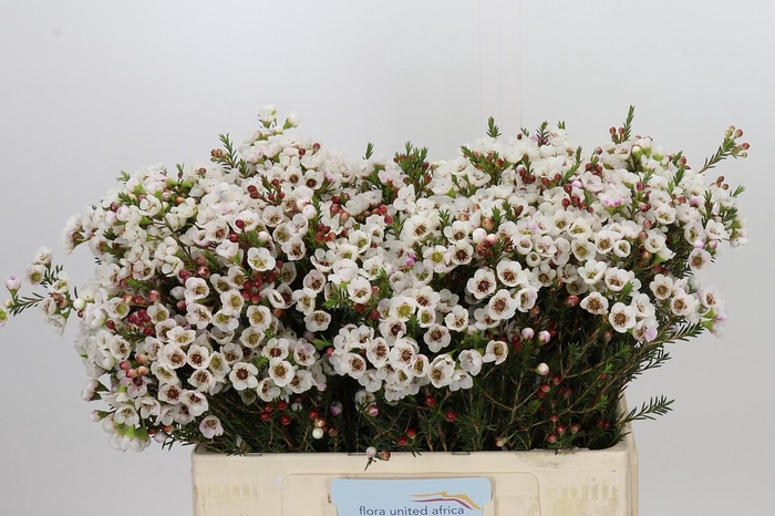 <h4>Chamelaucium Moonlight Delight</h4>