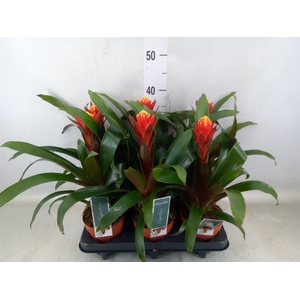 Guzmania  'Happyness'