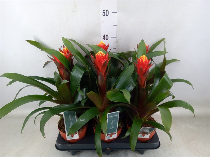 <h4>Guzmania  'Happyness'</h4>