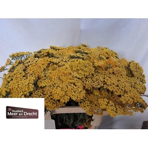 Achillea M Terracotta