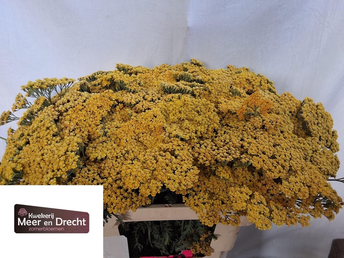 <h4>Achillea M Terracotta</h4>