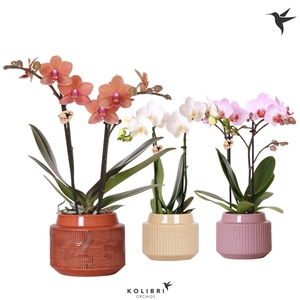 Kolibri Orchids Phalaenopsis mix 2 spike in Maze pot mix