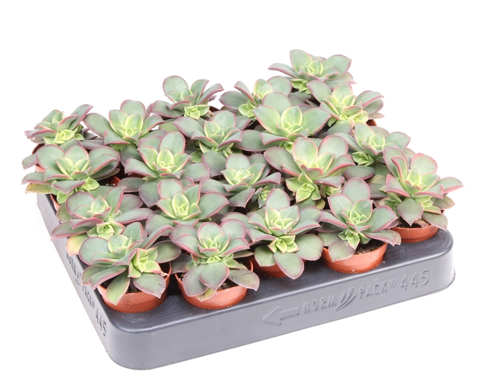 <h4>Aeonium Kiwi</h4>