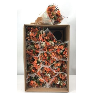 Dr Bqt Dried Fantasy Orange