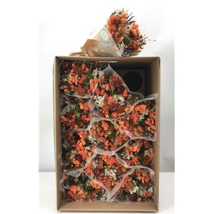 Dr Bqt Dried Fantasy Orange