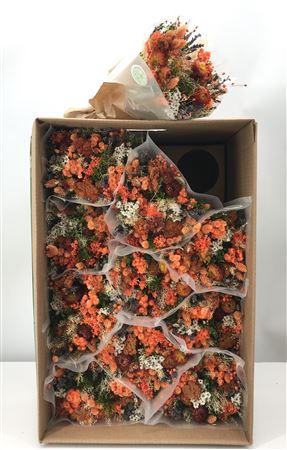 <h4>Dr Bqt Dried Fantasy Orange</h4>