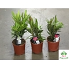 Nerium Oleander 18Ø 40cm