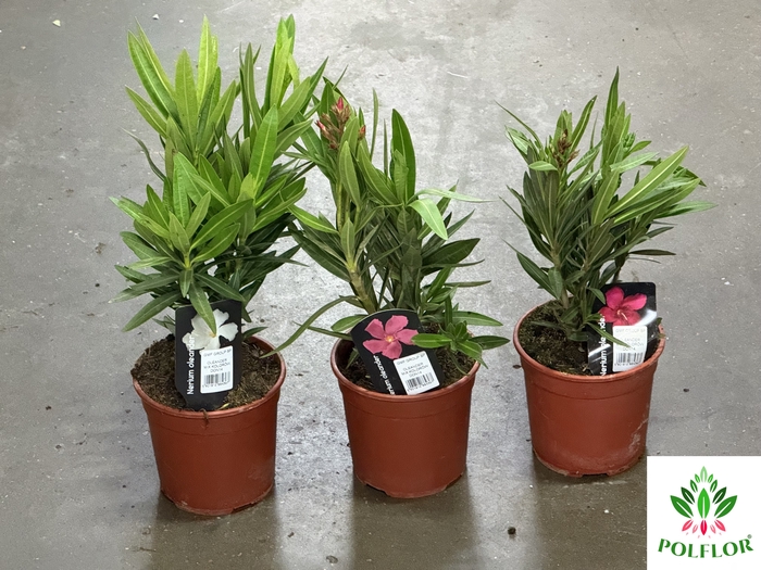 Nerium Oleander 18Ø 40cm