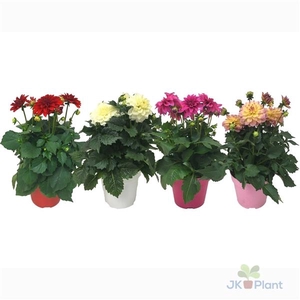 Dahlia Miscellaneaus Grp Dahlinova Hypnotica gemengd
