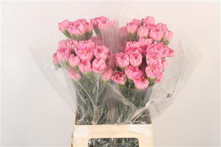 <h4>Di St Minami Femenine</h4>