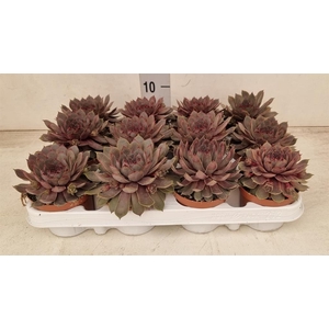 Sempervivum   ...