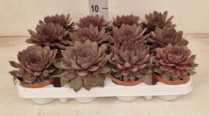 <h4>Sempervivum   ...</h4>
