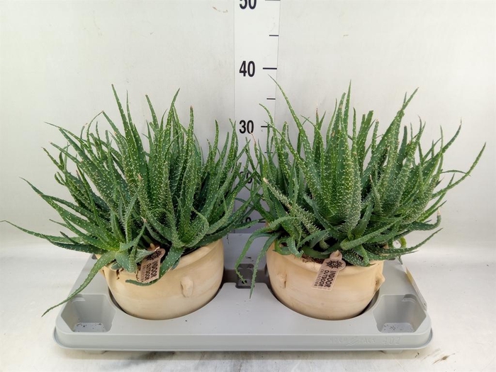 <h4>Aloe humilis</h4>