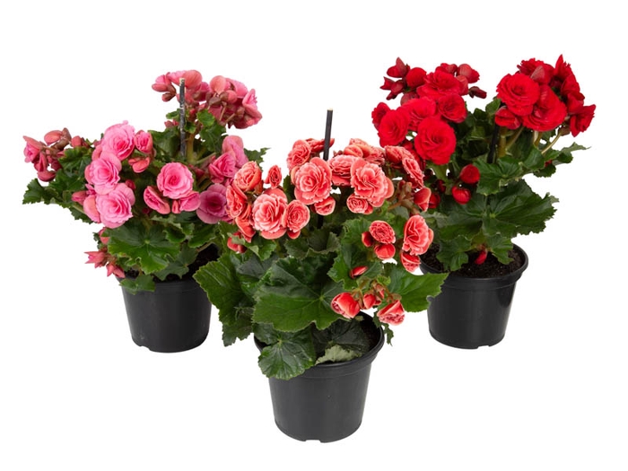 BEGONIA P15