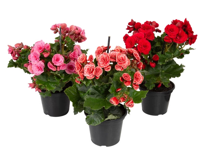 BEGONIA P15