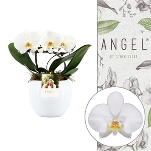 Angel | White in Lisa white pot | Phalaenopsis 2 spike