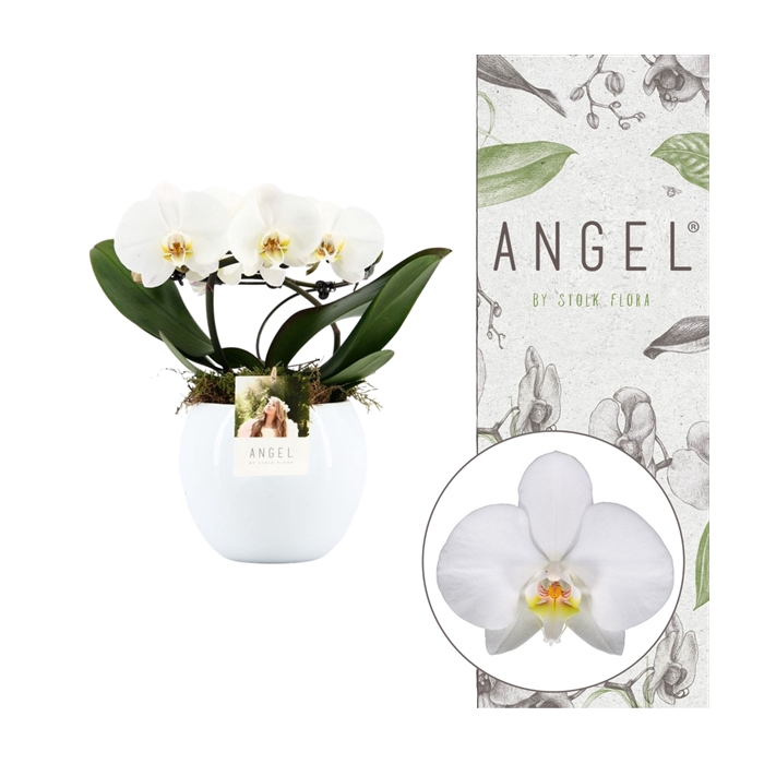 <h4>Angel | White in Lisa white pot | Phalaenopsis 2 spike</h4>