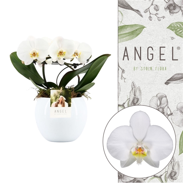 <h4>Angel | White in Lisa white pot | Phalaenopsis 2 spike</h4>