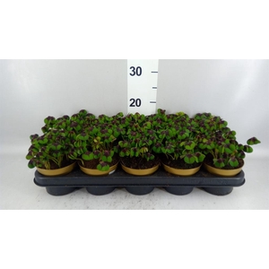 Oxalis deppei