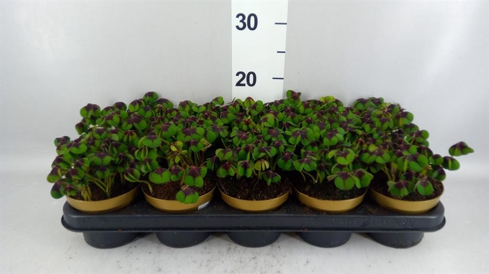 <h4>Oxalis deppei</h4>