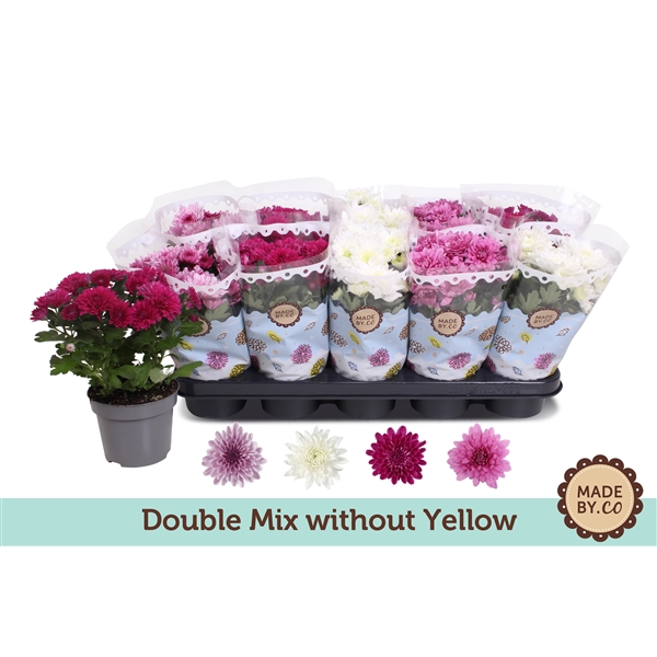 Chrysant Double mix without yellow