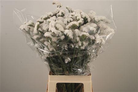 <h4>Lim S White Birds</h4>