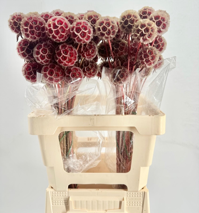 <h4>Scabiosa Stellata Red</h4>
