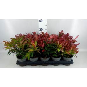 Leucothoe axillaris 'Zeblid'