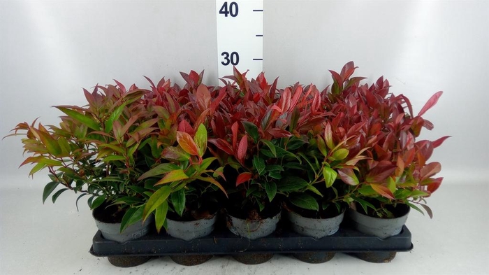 <h4>Leucothoe axillaris 'Zeblid'</h4>