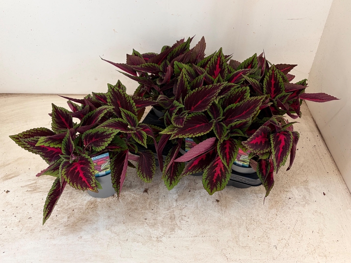 <h4>PLEC C MS RUBY ROAD</h4>