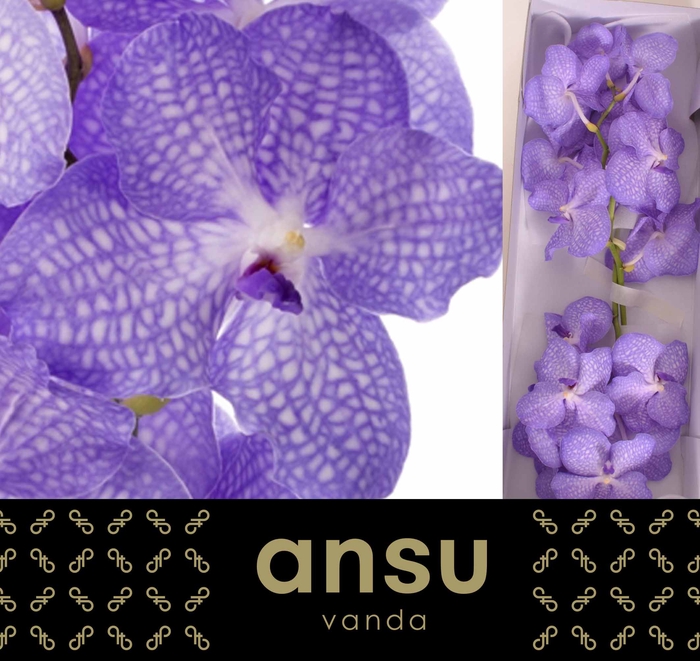 <h4>Vanda Angelite</h4>