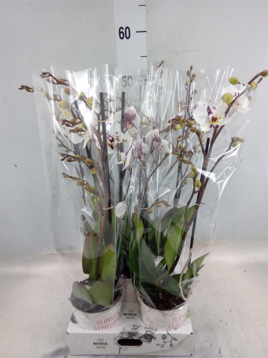 <h4>Phalaenopsis   ...white</h4>