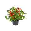 AESCHYNANTHUS SPECIOSUS P15