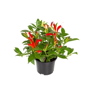 AESCHYNANTHUS SPECIOSUS P15