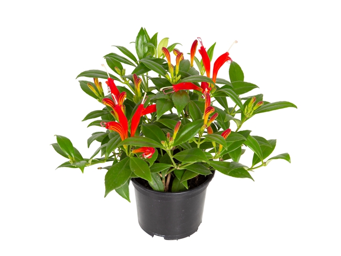 AESCHYNANTHUS SPECIOSUS P15