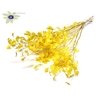Lunaria ± 80cm per bunch in poly Yellow