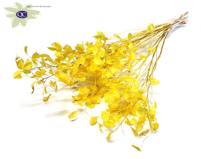 Lunaria ± 80cm per bunch in poly Yellow