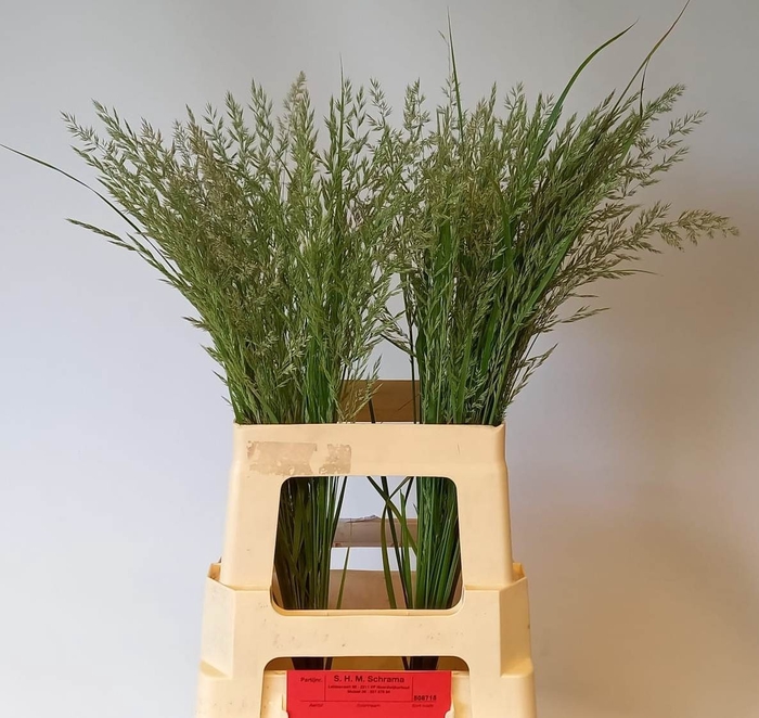 <h4>CALAMAGROSTIS BRACHY</h4>